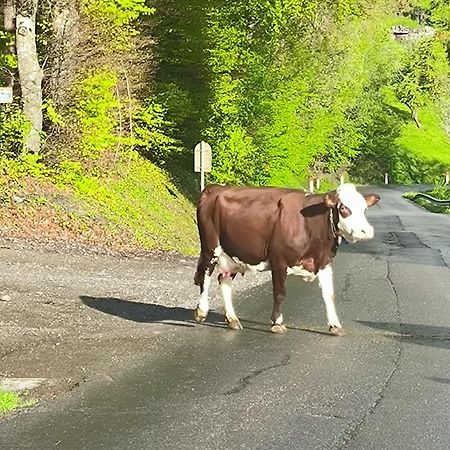 A Cordon Entre Bois Et Nature Exteriör bild